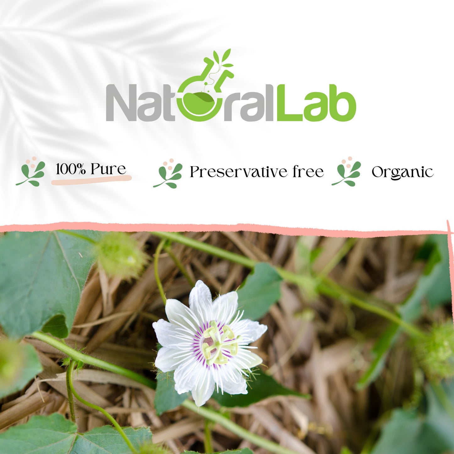 Organic Passion Flower | Passiflora incarnata | Loose