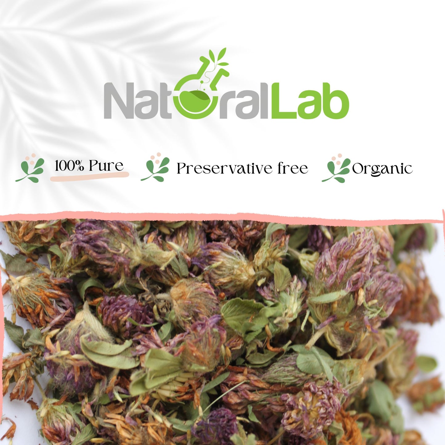 Organic Red Clover Flower | Trifolium pratense | Loose
